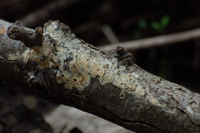 Antrodiella romellii